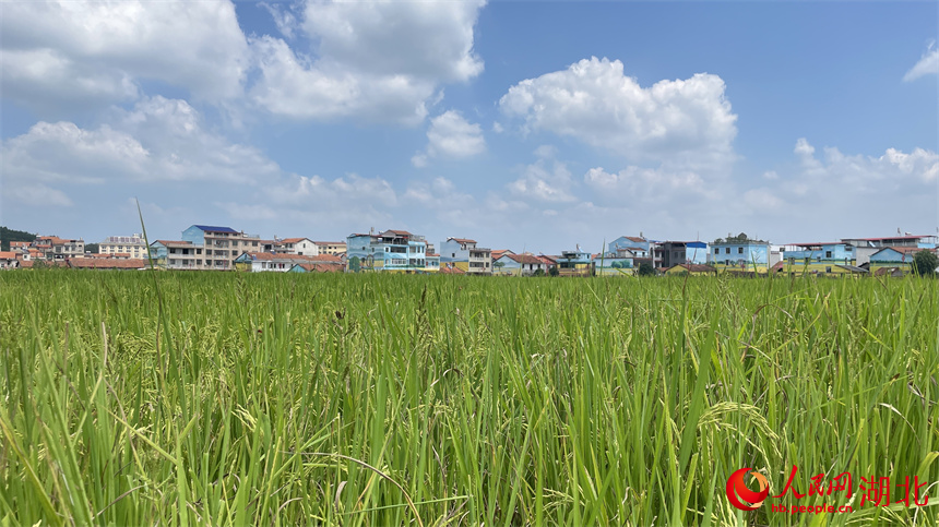 初秋，鄉(xiāng)村風(fēng)景美如畫。