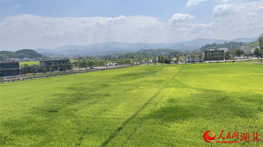 多彩鄉(xiāng)村景如畫。