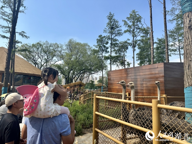 游客正在觀賞鴕鳥。人民網(wǎng)記者 張沛攝