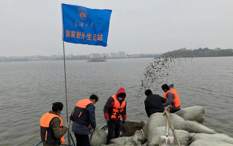 武漢大學(xué)梁子湖生態(tài)站于丹團(tuán)隊(duì)。鄂軒攝