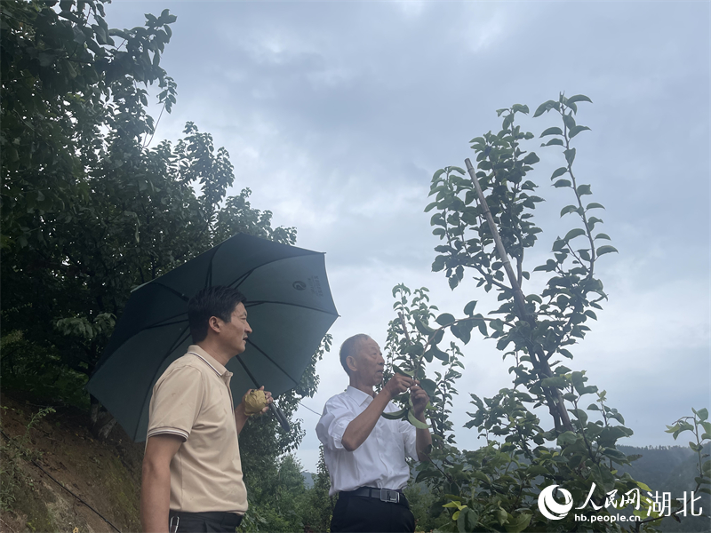 劉光彩（右）正在指導種植。人民網(wǎng)記者 周倩文攝