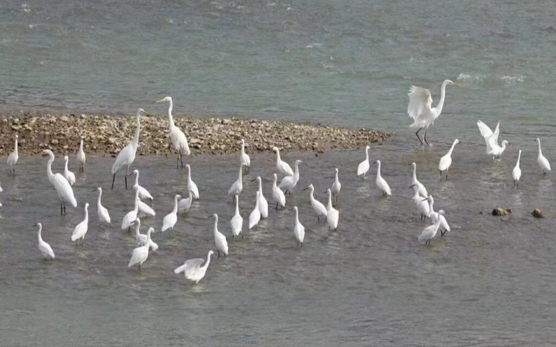 天河流域水清魚躍、白鷺嬉戲之景。賈庚春攝