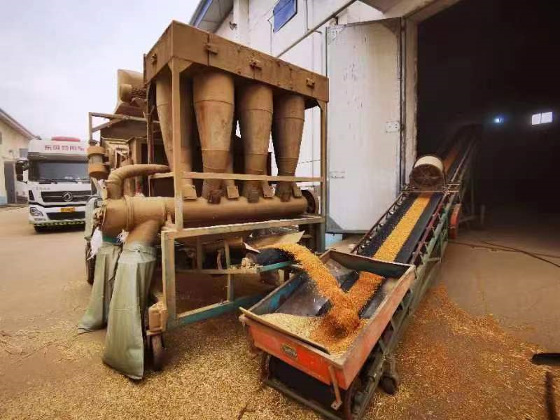 中晚稻入庫現(xiàn)場(chǎng)。湖北省糧食局供圖