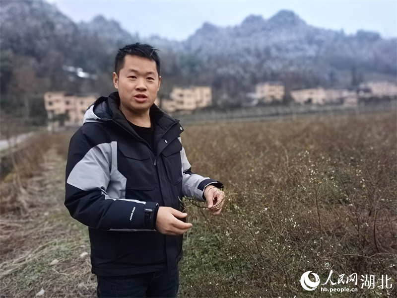 胡磊在基地檢查雪柳長勢。人民網(wǎng) 周雯攝