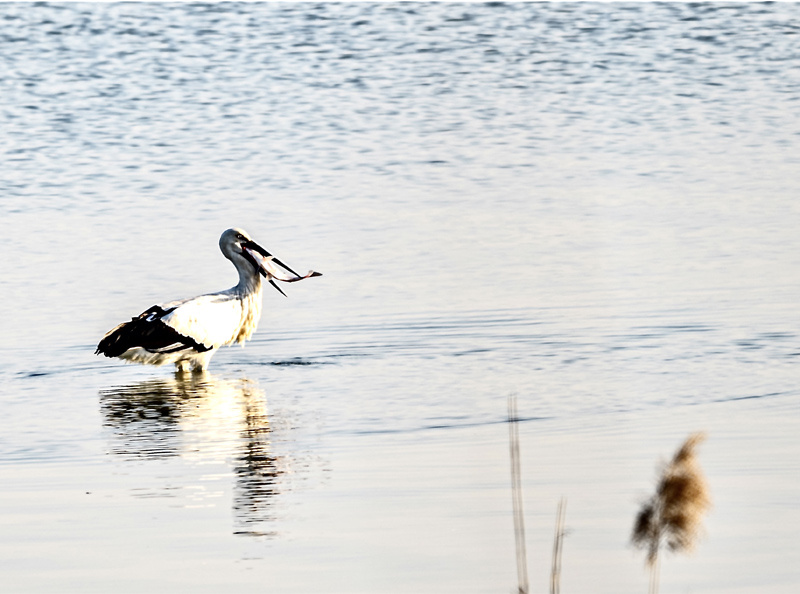 晏艮忠拍攝的東方白鸛。受訪者供圖