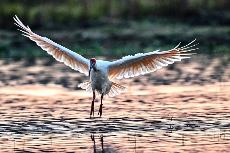 晏艮忠拍攝的朱鹮。受訪者供圖