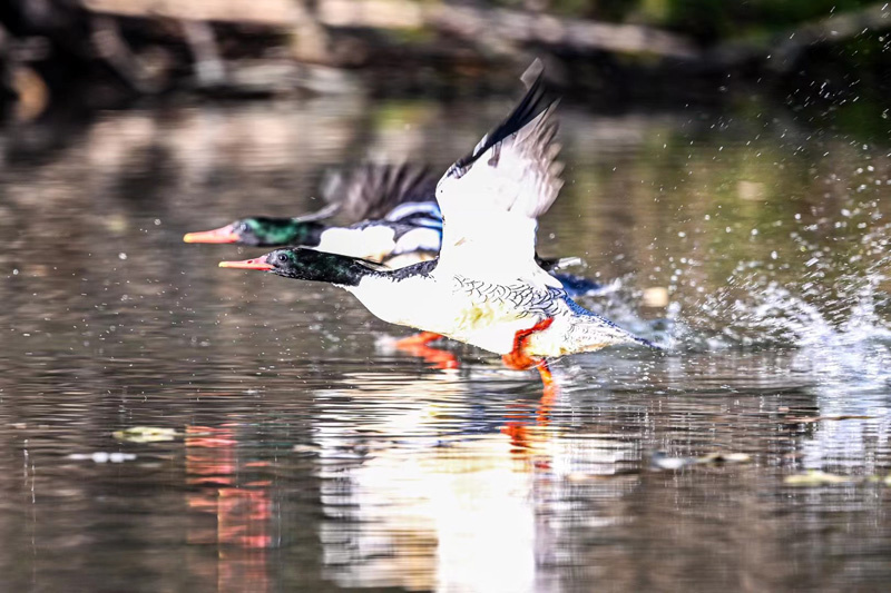 晏艮忠拍攝的中華秋沙鴨。受訪者供圖