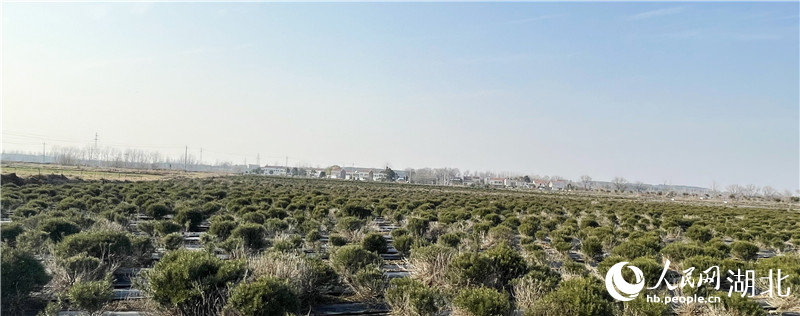 迷迭香種植基地。人民網(wǎng)記者 周恬攝