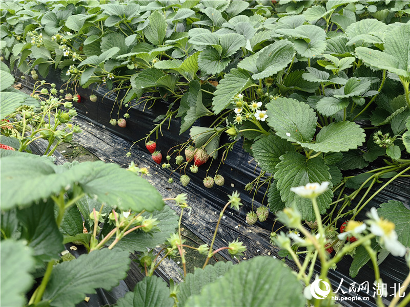 大棚內的草莓。人民網記者 肖璐欣攝