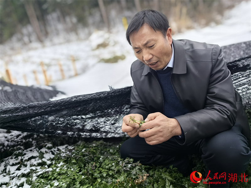 徐澤剛向記者展示黃蓮花。人民網(wǎng)記者 周雯攝