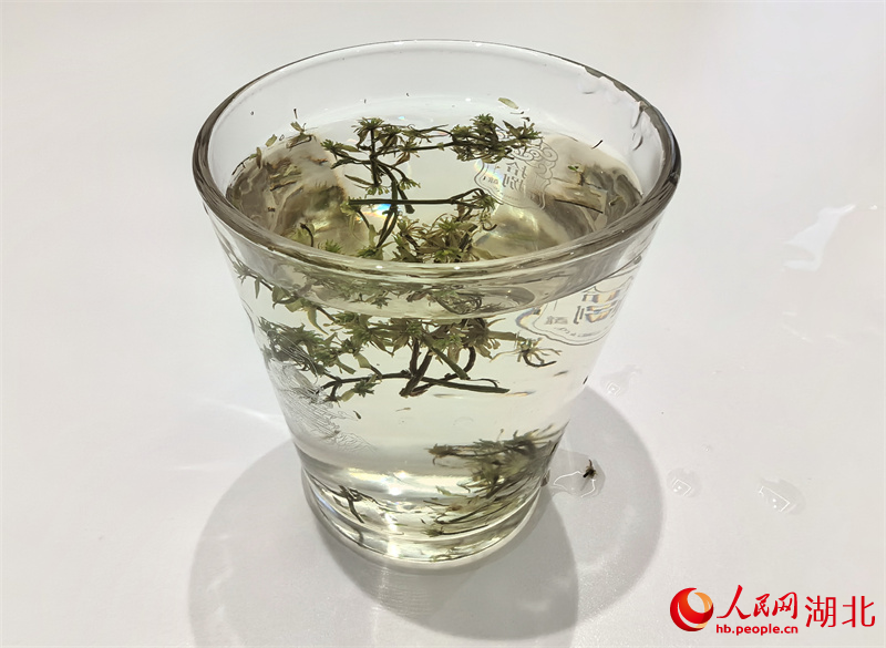 黃連花茶。人民網(wǎng)記者 周雯攝