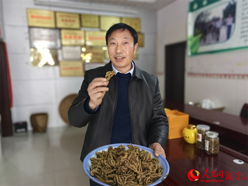 利川黃連形似雞爪。人民網(wǎng)記者 周雯攝