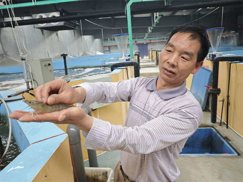 南美白對(duì)蝦養(yǎng)殖基地。高寒?dāng)z