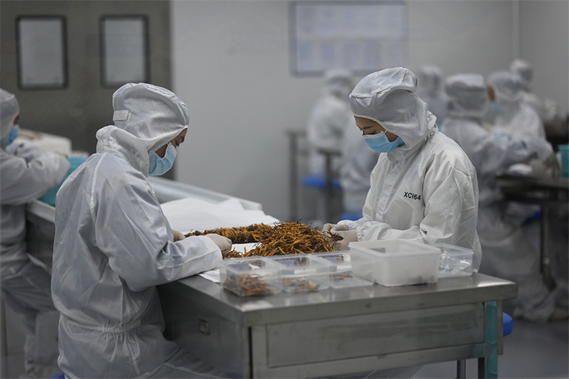 冬蟲夏草加工車間。宜都市委宣傳部供圖