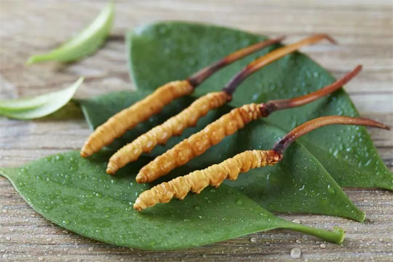 人工繁殖的冬蟲夏草。宜都市委宣傳部供圖