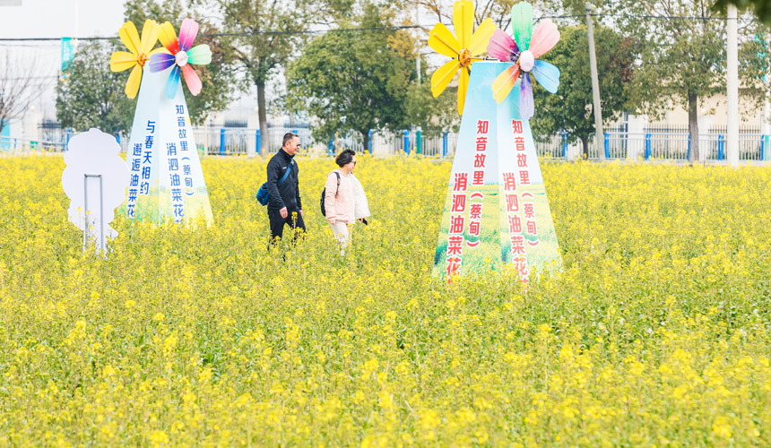 武漢蔡甸:知音故里油菜花節(jié)開幕 萬畝油菜花迎綻放【2】