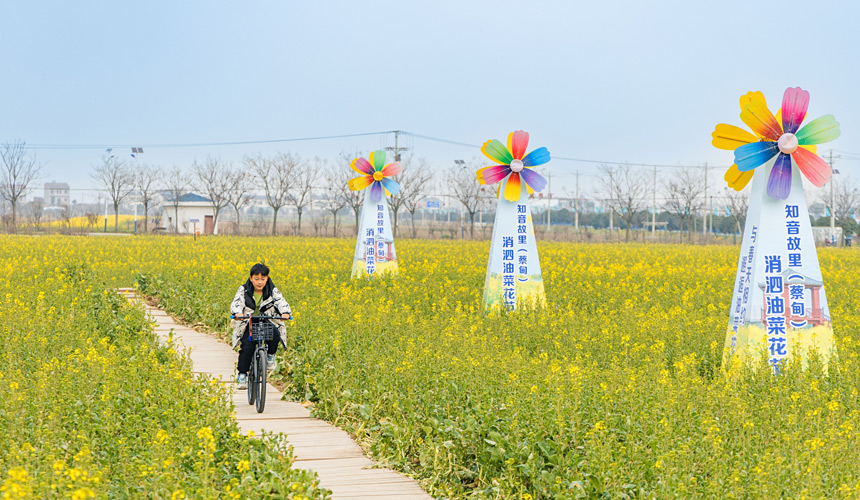 武漢蔡甸:知音故里油菜花節(jié)開幕 萬畝油菜花迎綻放【7】