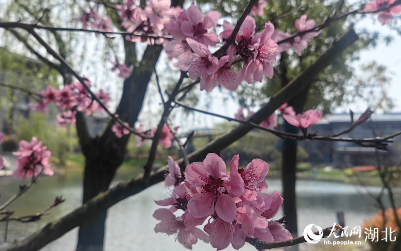 湖北武漢：花團(tuán)錦簇春意濃【8】