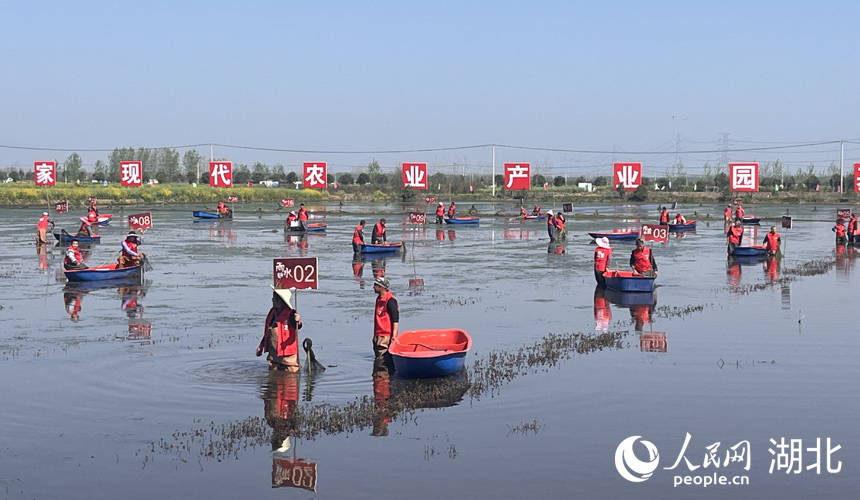 3月30日，在湖北省潛江市龍灣鎮(zhèn)瞄新村蝦稻共作基地，2024“潛江龍蝦”春捕開始。人民網(wǎng)記者 張雋攝