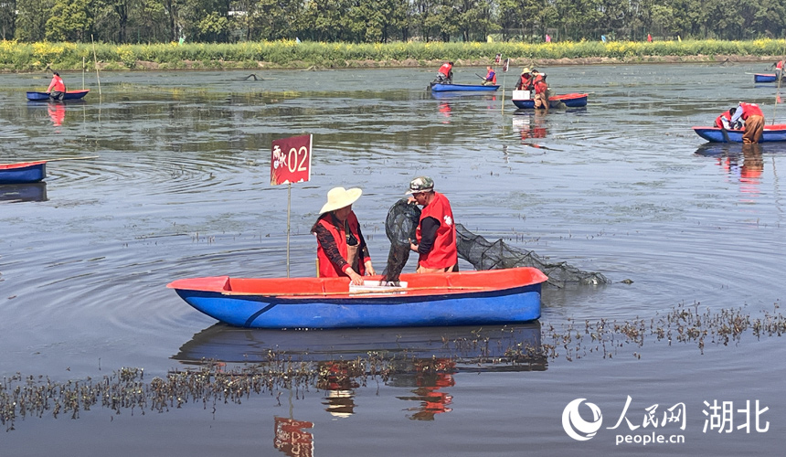 3月30日，在湖北省潛江市龍灣鎮(zhèn)瞄新村蝦稻共作基地，2024“潛江龍蝦”春捕開始。人民網(wǎng)記者 張雋攝