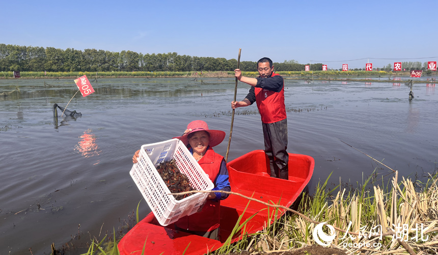 3月30日，在湖北省潛江市龍灣鎮(zhèn)瞄新村蝦稻共作基地，2024“潛江龍蝦”春捕開始。人民網(wǎng)記者 張雋攝