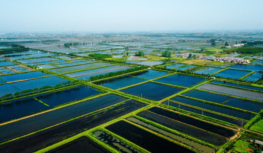 萬畝蝦稻共作基地。潛江市委宣傳部供圖