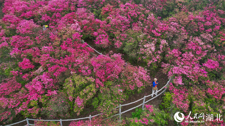 滿山開(kāi)遍“映山紅”。人民網(wǎng)記者 周倩文攝
