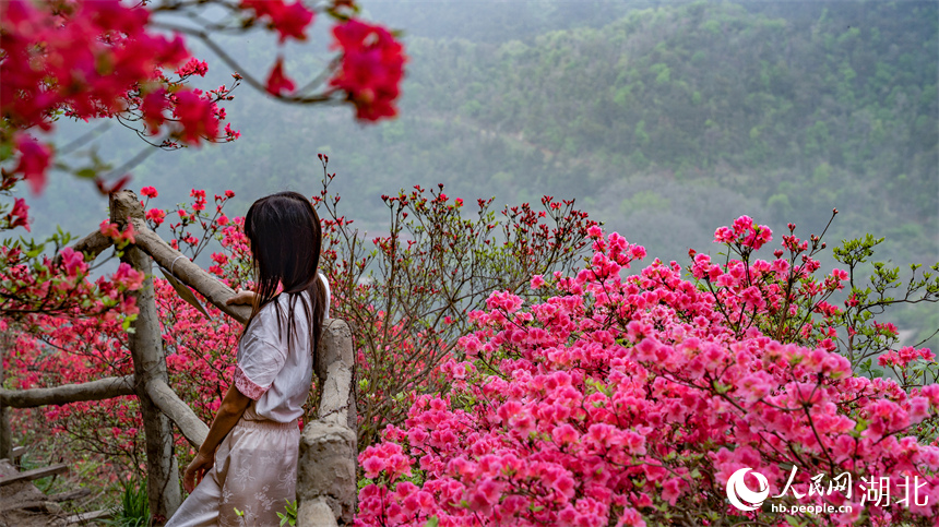 游客與杜鵑花合影。人民網(wǎng)記者 周倩文攝