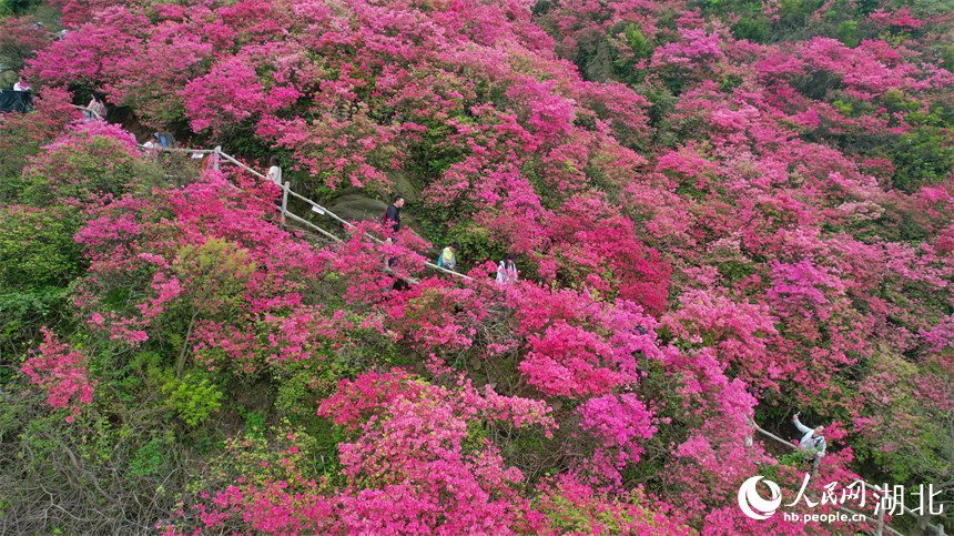 游客在杜鵑花海中穿梭。人民網(wǎng)記者 周倩文攝