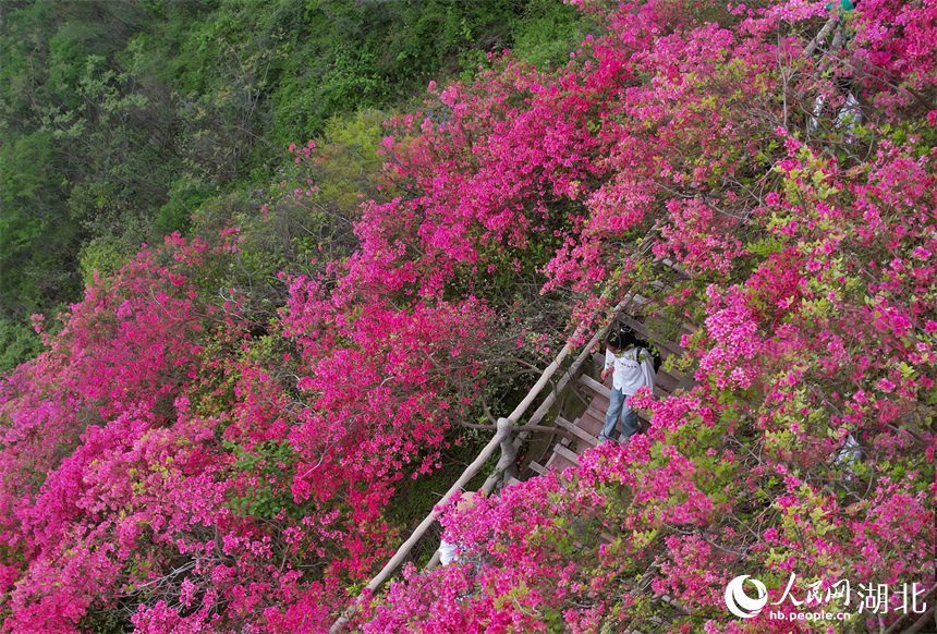 游客在杜鵑花海中行走。人民網(wǎng)記者 周倩文攝