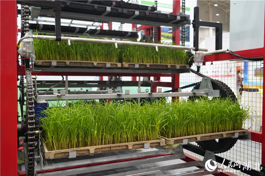 循環(huán)運(yùn)動(dòng)式育苗設(shè)備。人民網(wǎng)記者 周雯攝
