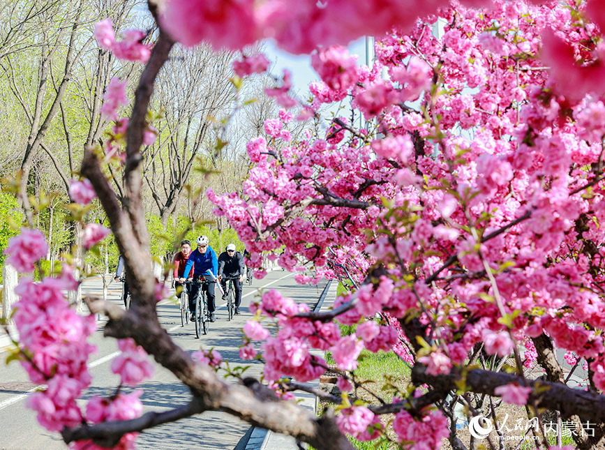 參加活動市民賞花騎行。王劭凱攝