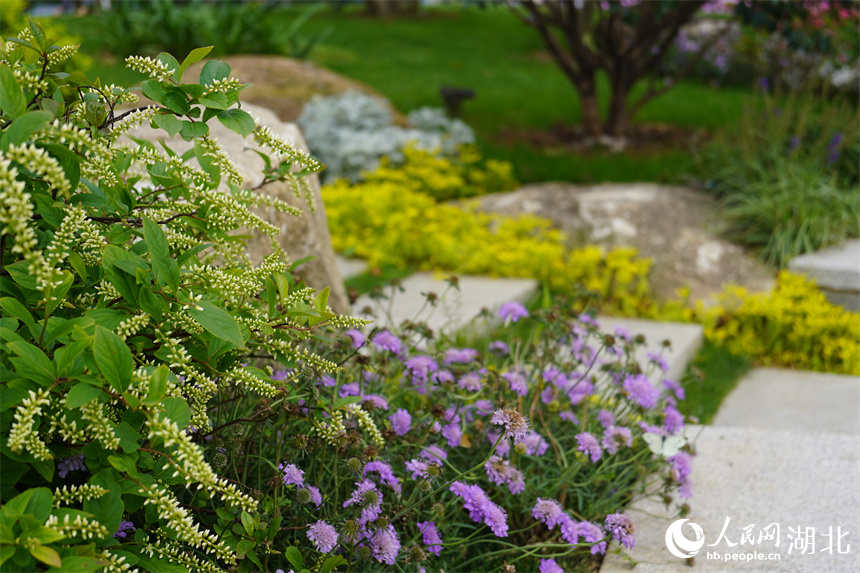 武漢市武昌區(qū)天鵝路邊綠化帶。人民網(wǎng)記者 王郭驥攝