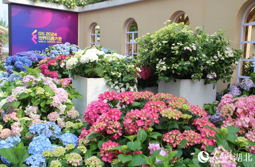 沙湖公園核心花卉主題展。人民網(wǎng)記者 張沛攝