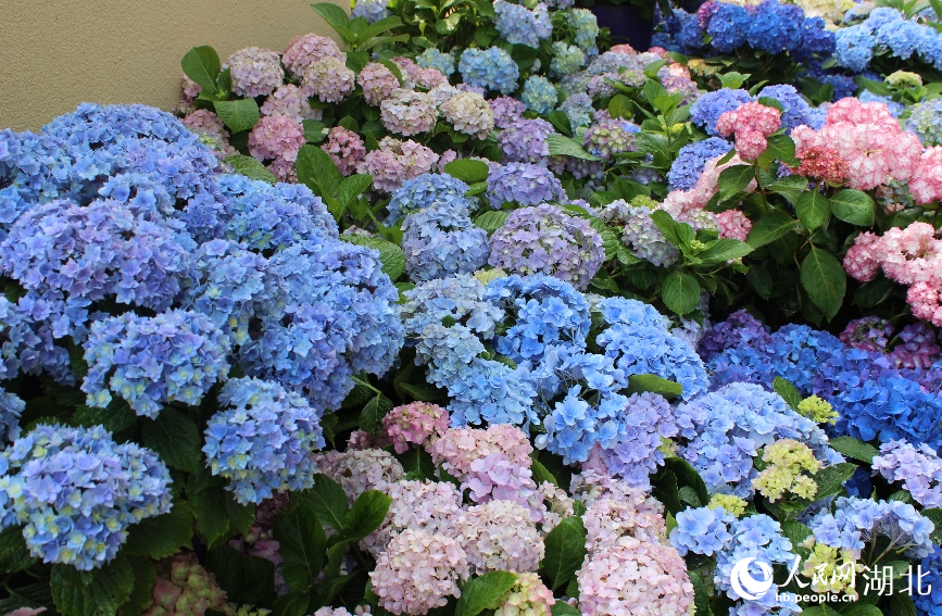 核心花卉主題展內(nèi)，大片繡球花美麗奪目。人民網(wǎng)記者 張沛攝