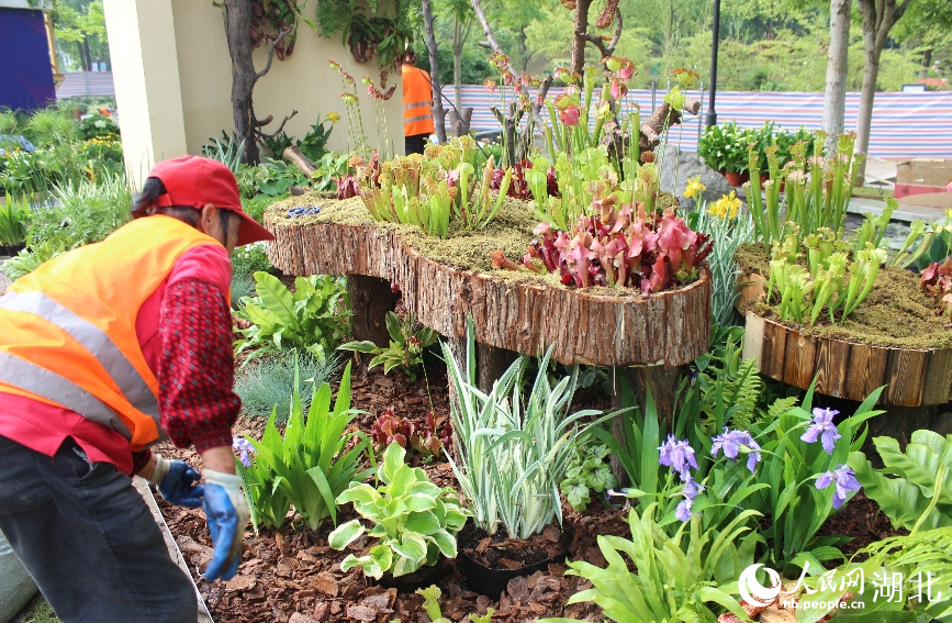 園林工人正在布展。人民網(wǎng)記者 張沛攝