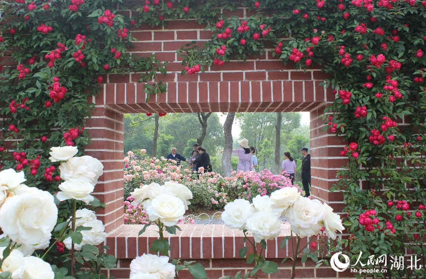 沙湖公園月季園，花開正當(dāng)時。人民網(wǎng)記者 張沛攝