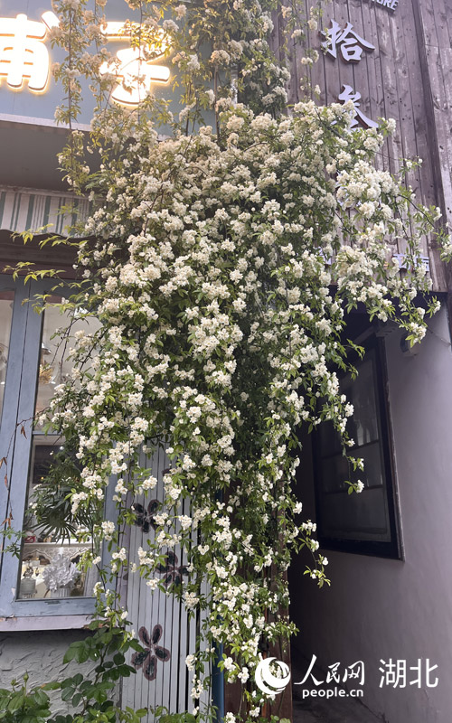 鮮花扮靚的糧道街景。人民網(wǎng)記者 張雋攝