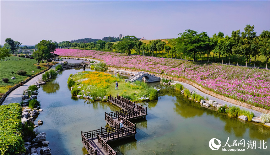 格桑花盛放。人民網(wǎng)記者 周倩文攝