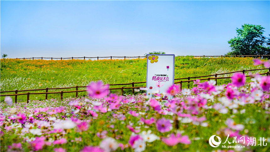 格?；ㄊ㈤_(kāi)與旁邊的草原交相呼應(yīng)。人民網(wǎng)記者 周倩文攝