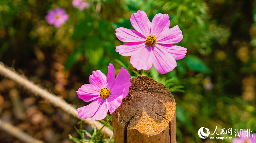 格?；ㄌ貙?。人民網(wǎng)記者 周倩文攝