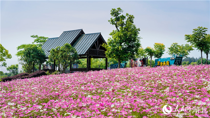 顏色鮮艷的格?；?。人民網(wǎng)記者 周倩文攝