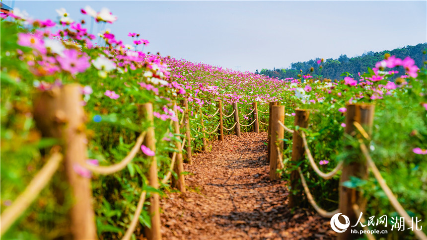 游客可以在格桑花海中穿行。人民網(wǎng)記者 周倩文攝