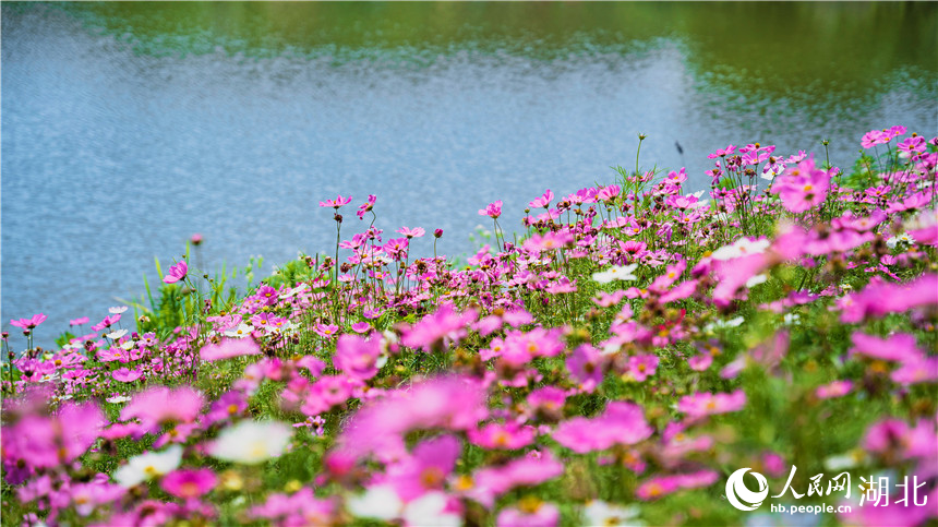 在湖邊的格?；āＨ嗣窬W(wǎng)記者 周倩文攝