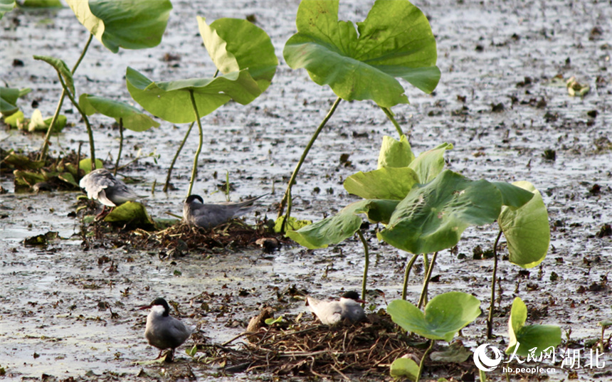 5、湖北天門張家湖國家濕地公園，須浮鷗在荷葉下筑巢。人民網(wǎng)記者 張沛攝