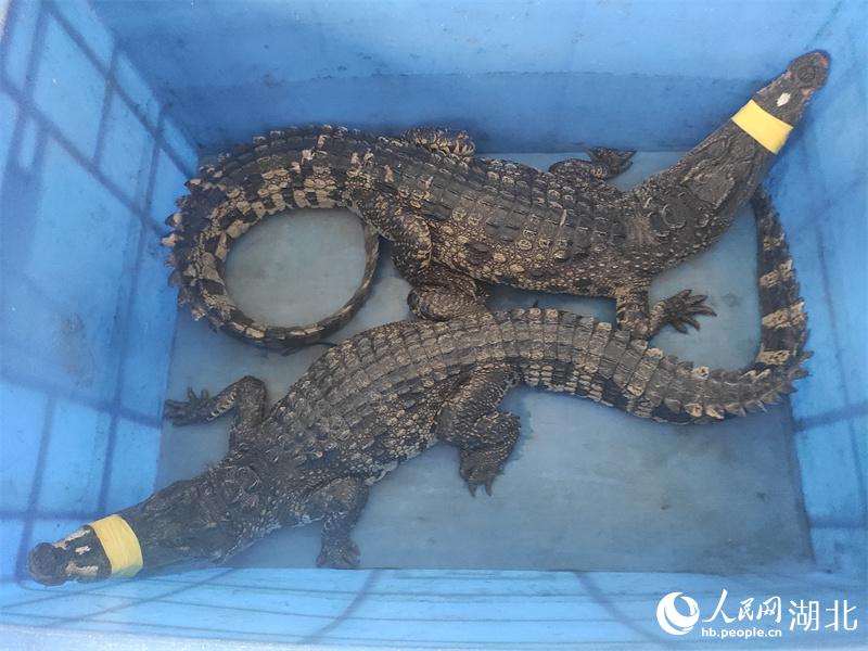 抓捕到的鱷魚(yú)。人民網(wǎng)記者 郭婷婷攝