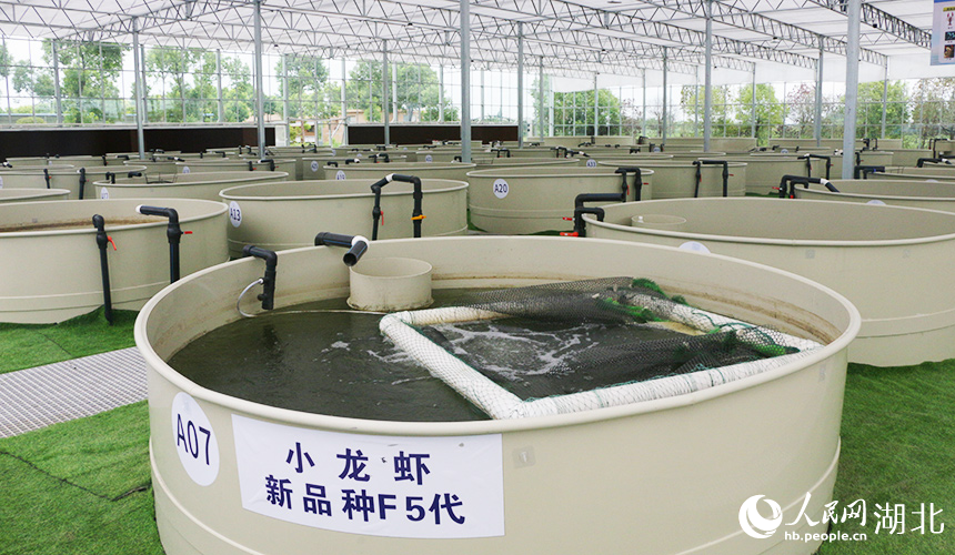 湖北省小龍蝦產(chǎn)業(yè)技術(shù)研究院“蝦+稻+N”立體共作試驗(yàn)基地。人民網(wǎng)記者 王郭驥攝