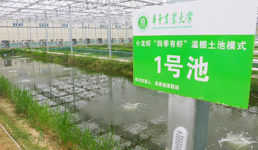 湖北省小龍蝦產(chǎn)業(yè)技術(shù)研究院“蝦+稻+N”立體共作試驗(yàn)基地。人民網(wǎng)記者 王郭驥攝