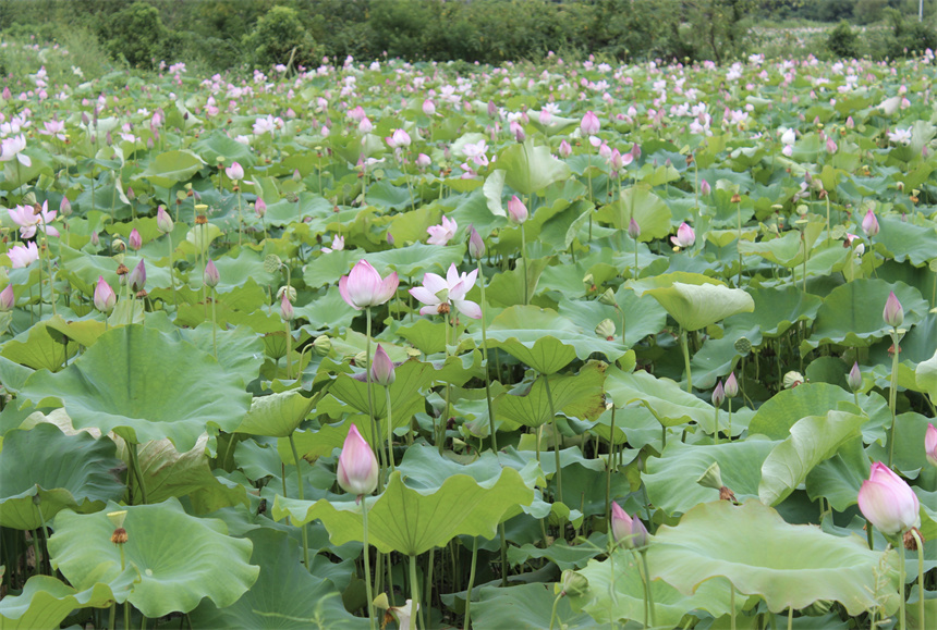 武漢市江夏區(qū)法泗街道，荷花進入盛花期。