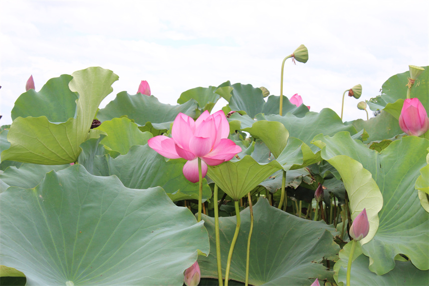 武漢市江夏區(qū)法泗街道，荷花綻放。